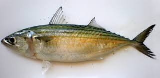 Indian Mackerel
